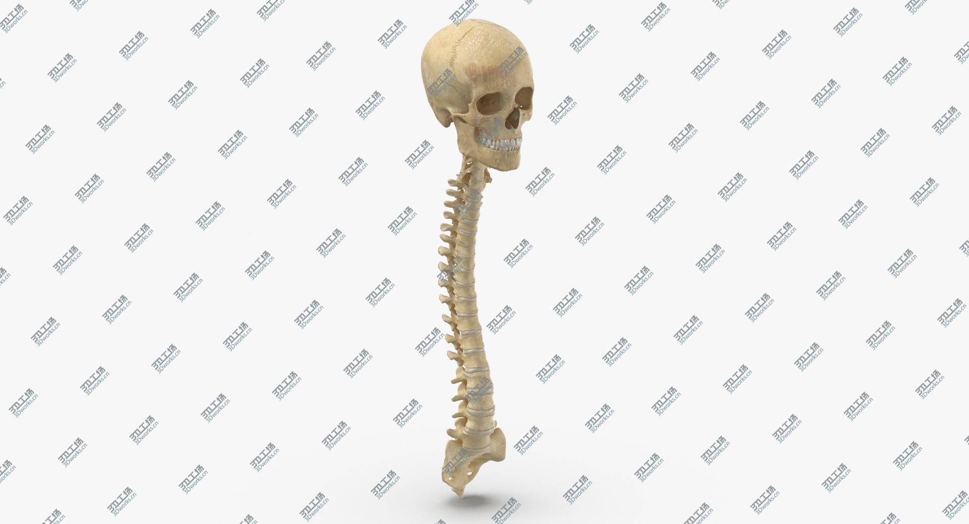 images/goods_img/202104091/Real Human Spine Bones Skull and Jaw Anatomy With Intervertibral Disks 01 3D model/3.jpg